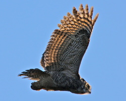 ミミズクが空を飛ぶ姿